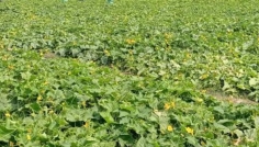 সিরাজগঞ্জে আগাম শীতকালীন ক্ষীরা চাষে বাম্পার ফলনের আশা