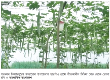 দিনাজপুরে শীতকালীন চিচিঙ্গা চাষে কৃষকদের সাফল্য  