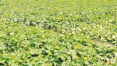 সিরাজগঞ্জে আগাম শীতকালীন ক্ষীরা চাষাবাদে ঝুঁকছে কৃষকরা  