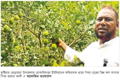কুষ্টিয়ায় মিশ্র ফল বাগান করে পিতা-পুত্রের সাফল্য  