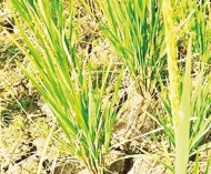 পানির অভাবে আমন ধানের খেত ফেটে চৌচির 