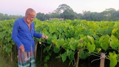 দিনাজপুরে বাণিজ্যিকভাবে গাছ আলু চাষে সফলতা