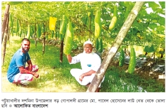 কৃষিজমিতে মাচা পদ্ধতিতে লাউ ও করলা চাষ 