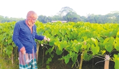 দিনাজপুরে বাণিজ্যিক ভিত্তিতে গাছ আলু চাষে সফলতা  