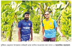 ভেড়ামারায় সাগর কলার আবাদে কৃষকের ভাগ্যবদল   