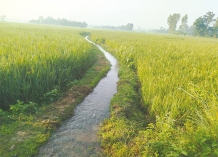 বৃষ্টির অভাবে বাড়তি ব্যয় আমন চাষিরা বিপাকে  