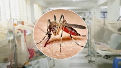 ২৪ ঘণ্টায় ডেঙ্গুতে আরও ৭ প্রাণহানি
