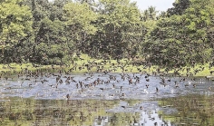 জাহাঙ্গীরনগর ক্যাম্পাসে শীতের পাখি রক্ষায় বহিরাগতদের প্রবেশ নিষিদ্ধ  