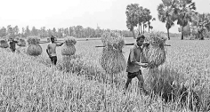 খাদ্য নিরাপত্তা শুধু কৃষির বিষয় নয় জাতীয় অর্থনীতিরও প্রশ্ন  