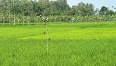 পোকা দমনে পাখিই ভরসা, রংপুরে বাড়ছে পার্চিং পদ্ধতি