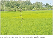 পাখিই রক্ষা করছে রোপা আমন ধান 