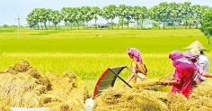 হেমন্তের অঘ্রাণ  