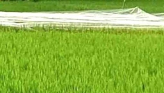 সিরাজগঞ্জে ধানের বাম্পার ফলনের আশা, পাখি ঠেকাতে নেট