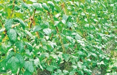 চান্দিনায় বরবটি আবাদ বেড়েছে  