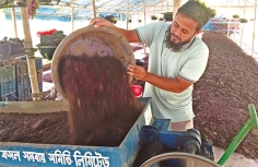 দিনাজপুরে কেঁচো সার উৎপাদনে বাড়ছে কর্মসংস্থান