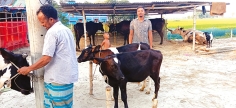 সফল উদ্যোক্তা ক্ষেতলালের শাকিল দুই গাভী থেকে খামারের মালিক  