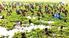 চলনবিলে বাউৎ উৎসব  