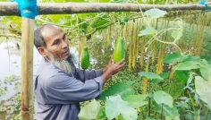 লাউ চাষে ভাগ্য বদলের স্বপ্ন কাউনিয়ার মোক্তার আলীর