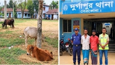 নেত্রকোনার দুর্গাপুর সীমান্তে ১২ ভারতীয় গরুসহ আটক ২
