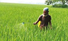 আমনের সবুজ গাছে দুলছে কৃষকের স্বপ্ন  