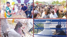 রাজশাহীর কবুতরের হাটগুলোতে 'মিলিয়ন' লেনদেন  