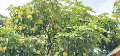 ছাতিম ফুলে বিমোহিত প্রকৃতিপ্রেমীরা  