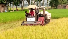 একই জমিতে চার ফসলের স্বপ্ন দেখছেন দিনাজপুরের কৃষকরা