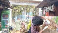 কুকুরের কামড়ে গুরুতর আহত ভেড়া, চিকিৎসা দিলেন ঝাড়ুদার