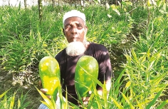 মাচায় সবজি, নিচে আদা চাষ 