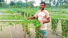 বিরলে পটল চাষে স্বাবলম্বী এনতাজুল