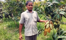 'ব্যানানা আম' চাষে রঙিন স্বপ্ন দেখছেন বোচাগঞ্জের সাগর