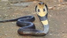 অ্যান্টিভেনম দেওয়ার পরও সাপে কাটা রোগীর মৃত্যু