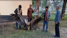 কুড়িগ্রামে বিশাল আকারের হিমালয় গৃধিনী শকুন উদ্ধার
