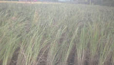 বোয়ালখালীতে বিলুপ্তির পথে কালোজিরা ধানের আবাদ