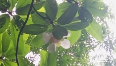 বর্ষার দূত হয়ে ফুটেছে চালতা ফুল, মুগ্ধ প্রকৃতিপ্রেমীরা