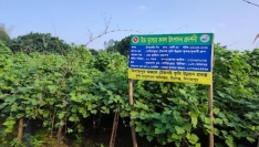 বীরগঞ্জে গ্রীষ্মকালীন শিমের বাম্পার ফলন, লাভের আশায় কৃষক