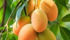 পাকা মিষ্টি আম কিনবেন যা দেখে