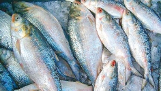 ইলিশের জানা-অজানা সব গুণ