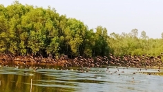 অতিথি পাখির কিচির-মিচির শব্দে মুখরিত হাতিয়াঘোনা ডোবা