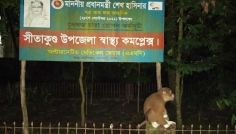সীতাকুণ্ডে নিজেই চিকিৎসা নিতে হাসপাতালে এসে তোলপাড় সৃষ্টি করল বানর