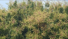 ঘোড়াঘাটে গাছে গাছে ছেয়ে গেছে আমের মুকুল