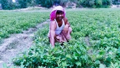 তিস্তার চরাঞ্চলে এবার বাদামের বাম্পার ফলনের সম্ভাবনা