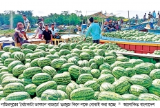 মৌসুমে শত কোটি টাকার তরমুজ বিক্রি হয় ভাসমান হাটে  