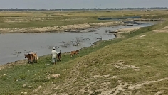 মাঠে গরু আনতে গিয়ে বজ্রপাতে কৃষক নিহত