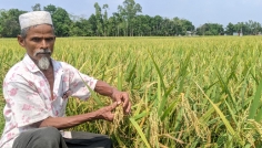 নকলায় বোরো ধানের বাম্পার ফলনের সম্ভাবনা, কৃষকের মুখে হাসি