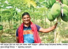 কুষ্টিয়ায় পেঁপে চাষে ভাগ্য বদল  