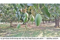 গাছে পরিপক্ব হলেই পাড়া যাবে আম