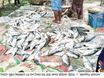 ত্রিশালে বিষপ্রয়োগে মাছ নিধনের অভিযোগ  