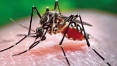 ডেঙ্গুতে একদিনে আক্রান্ত ২৮৮