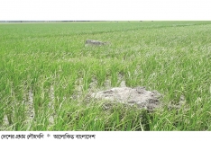 ৬০ বছরেও আলো দেখেনি দেশের প্রথম লৌহখনি  